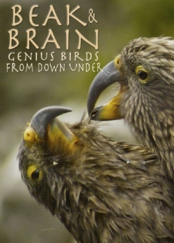 Beak & Brain - Genius Birds from Down Under-full